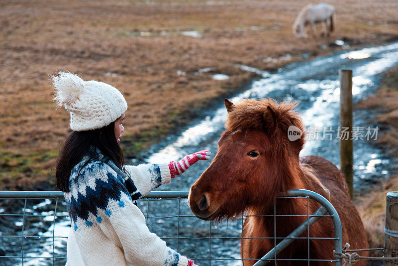 女性在冰岛公路旅行上爱抚冰岛马