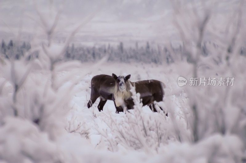 阿拉斯加苔原上的两头驯鹿