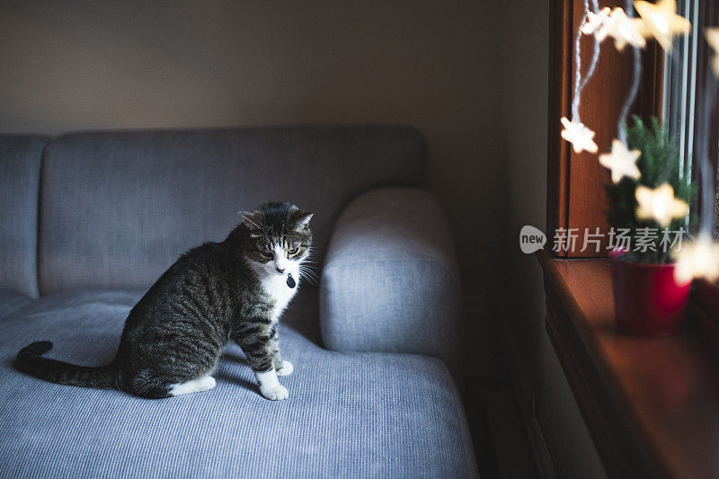 圣诞节时，花猫坐在沙发上