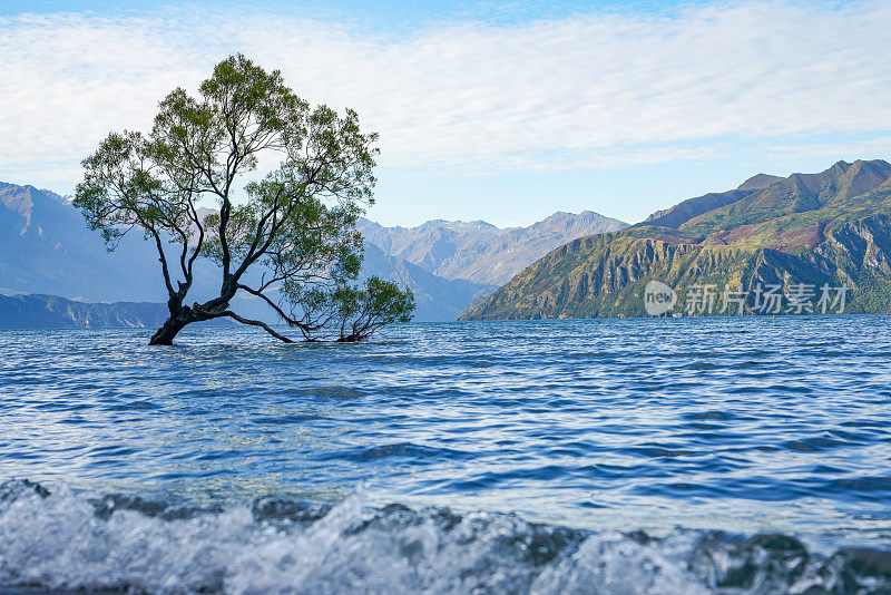 新西兰瓦纳卡湖美丽的树