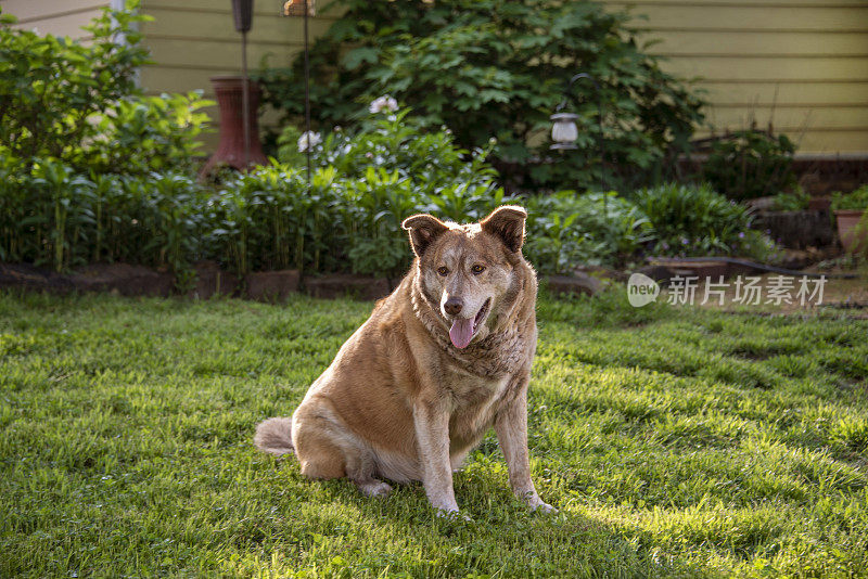 在绿色草地上休息的大型杂交犬