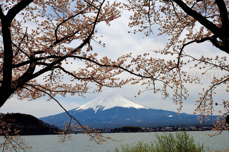 富士山和川口湖的樱花