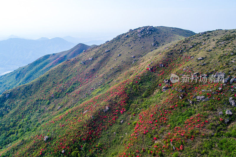 黄梅山皇家杜鹃花节。