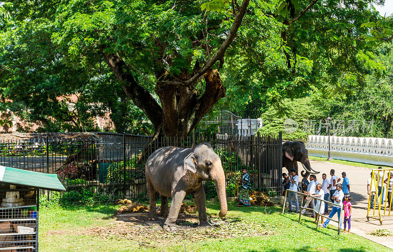在斯里兰卡康提，大象在圣牙舍利的神殿里，庆祝卫塞节，或释迦牟尼佛节。
