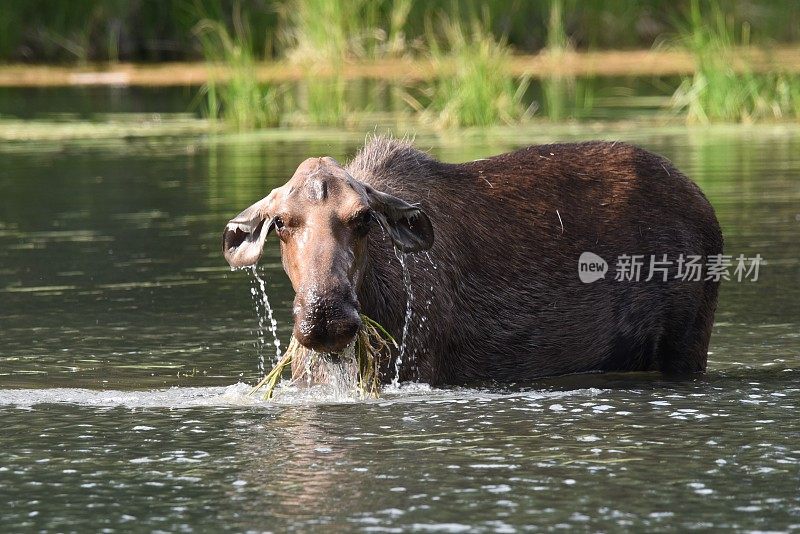 雌性麋鹿提要