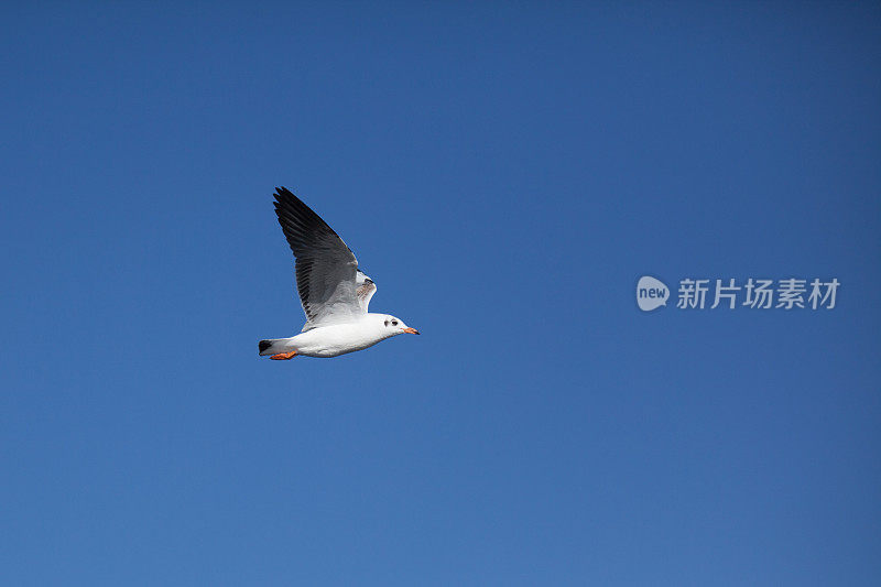 海鸥在蓝天中飞翔