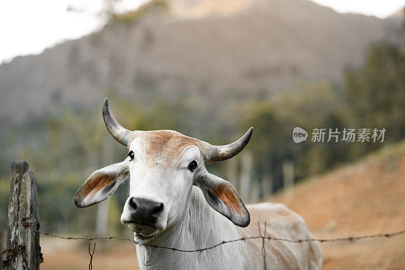 一个白色公牛的头的肖像