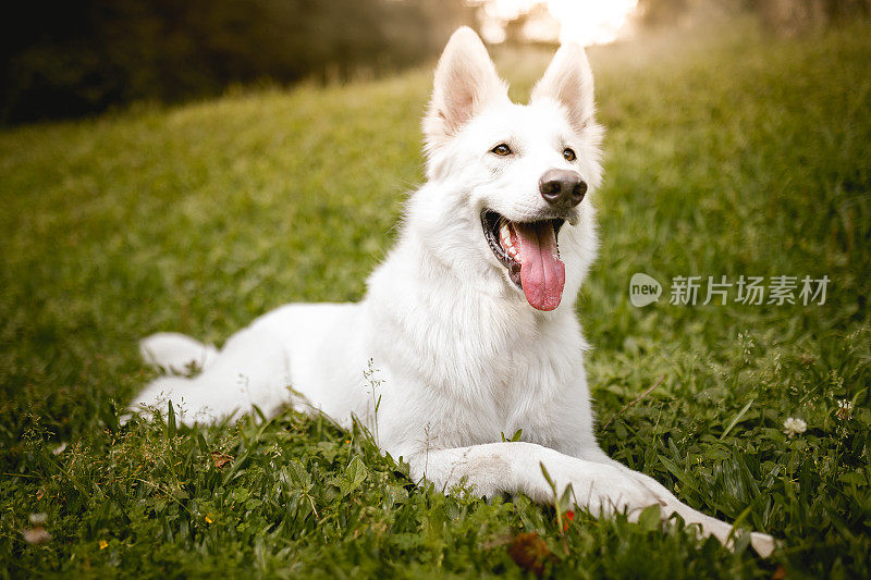 一只白色的瑞士牧羊犬躺在草地上