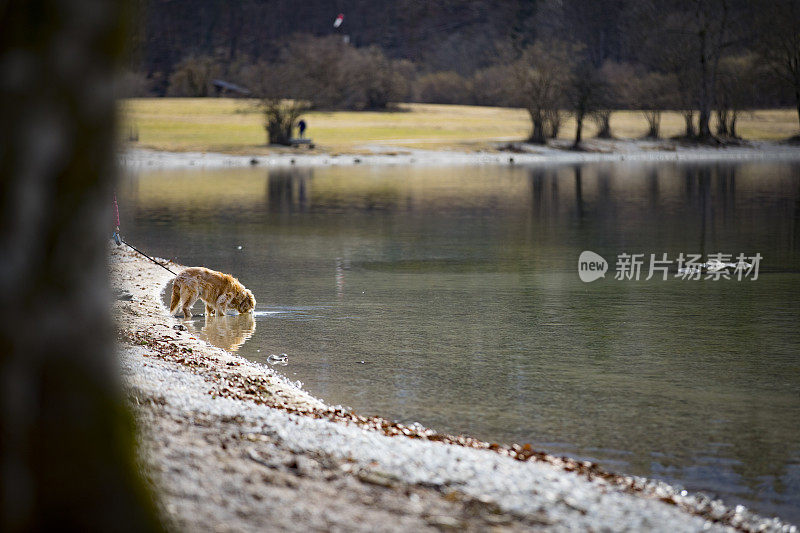 从湖里喝水的狗