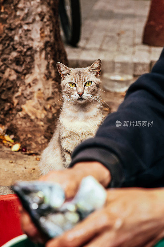 饥饿的猫看着相机