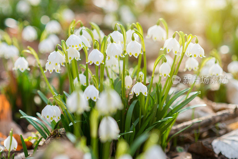 早春森林中白色的雪花花——白花