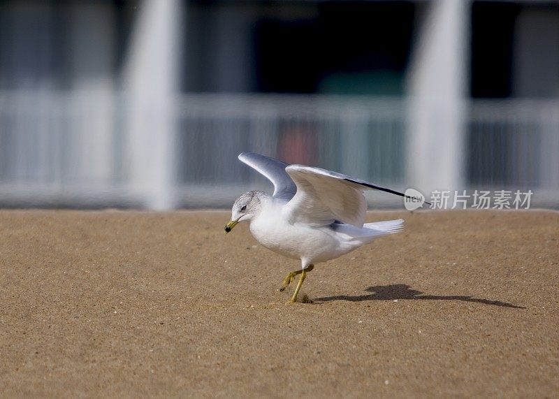 海鸥