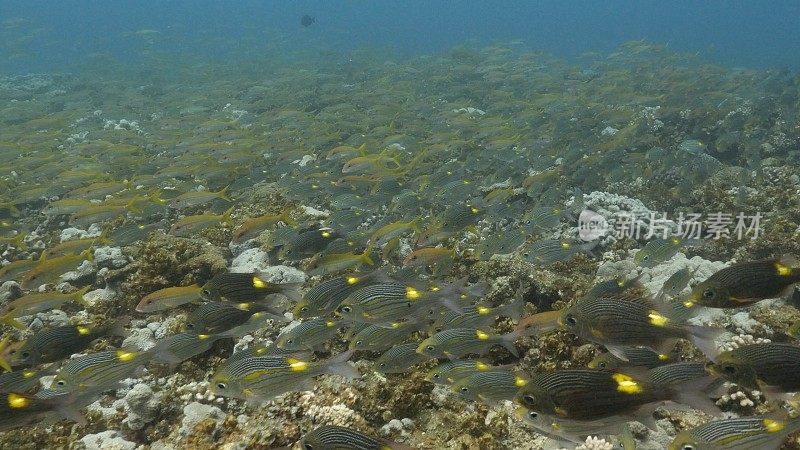 在日本海底暗礁游泳的大型珊瑚鱼群