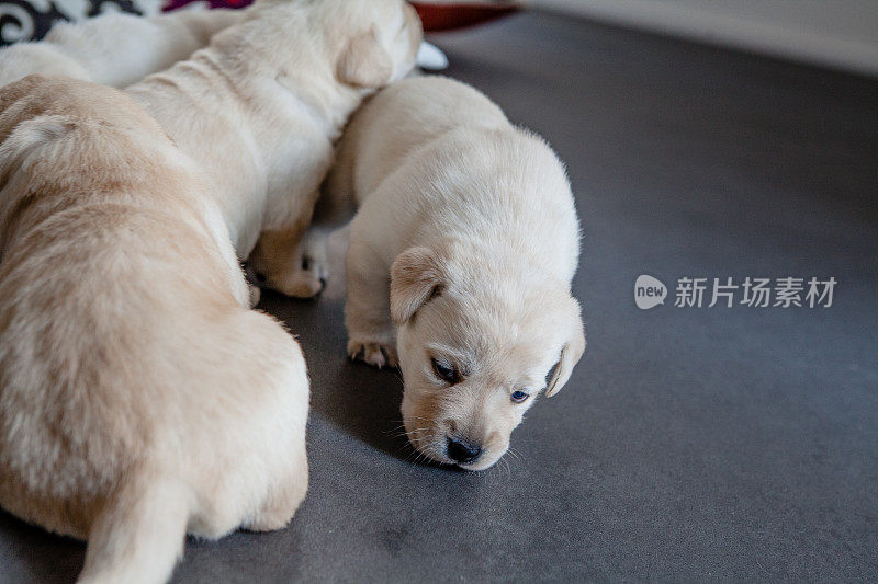 一群小狗拉布拉多猎犬