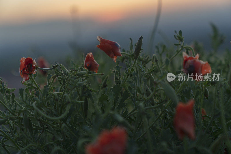 红色的罂粟在田野，天空和云。红红的花和夕阳。红色罂粟花