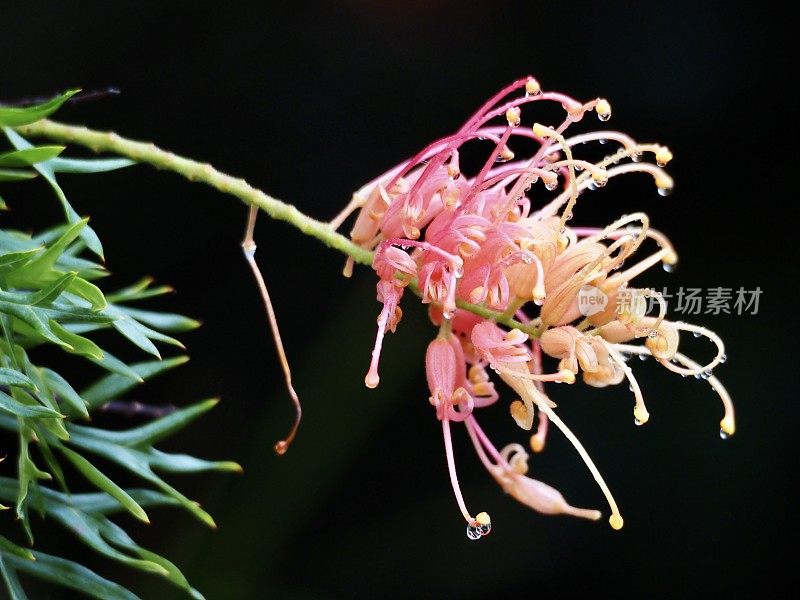 红色和橙色的格雷维利亚花与雨滴