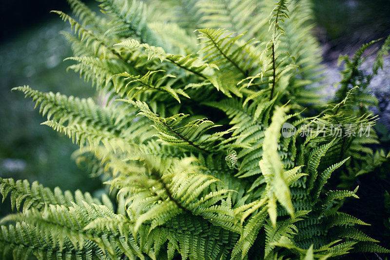 背景:蕨类植物的叶子