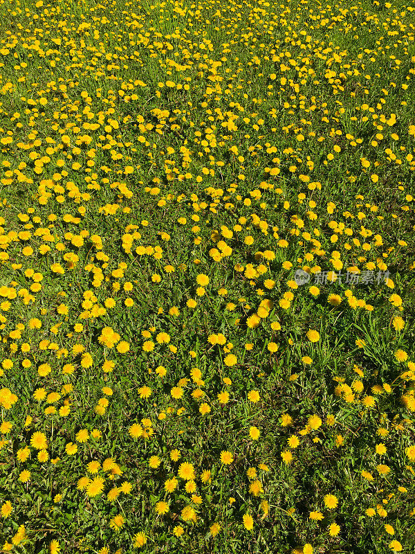 前院草坪未经栽培的黄色蒲公英花