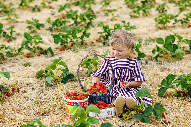 一个快乐的小女孩在温暖阳光明媚的夏天在有机浆果农场采摘和吃草莓。孩子乐于助人。草莓种植园的孩子，成熟的红浆果。