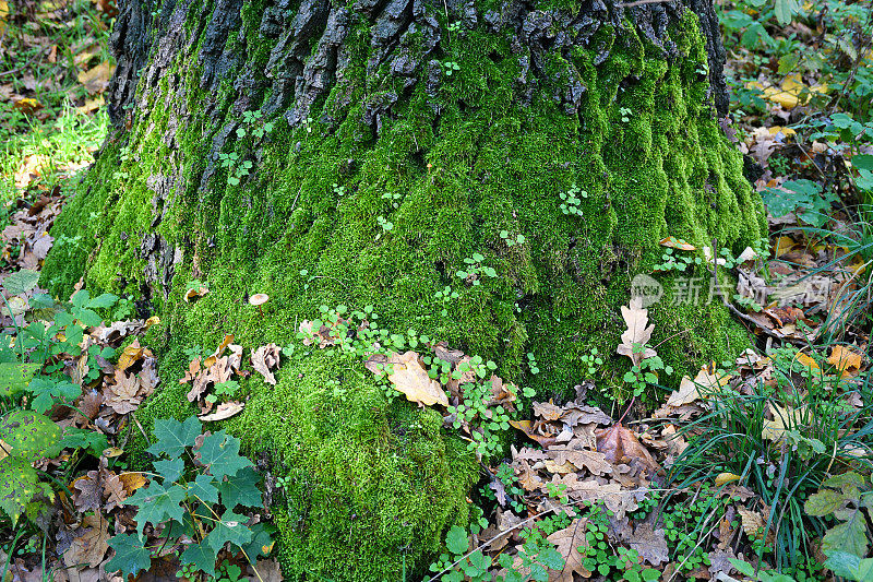 秋天的时候，树干上长了苔藓