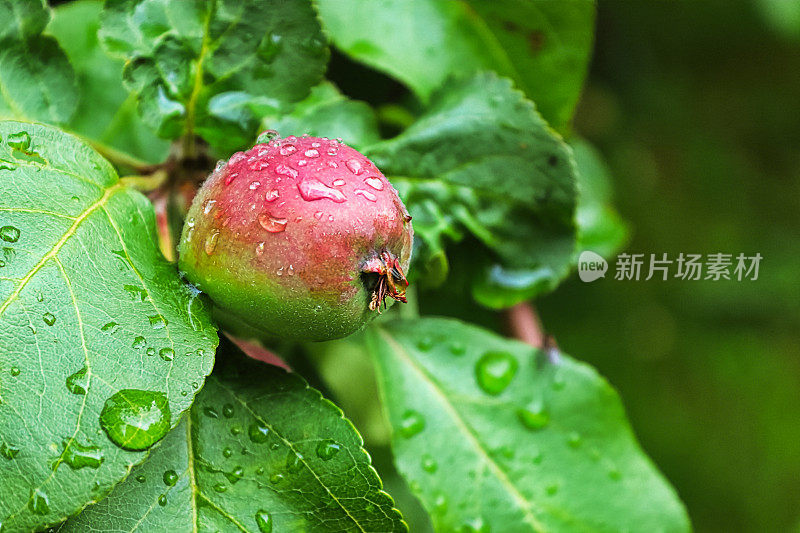 一颗未成熟的青苹果挂在满是雨滴的树上