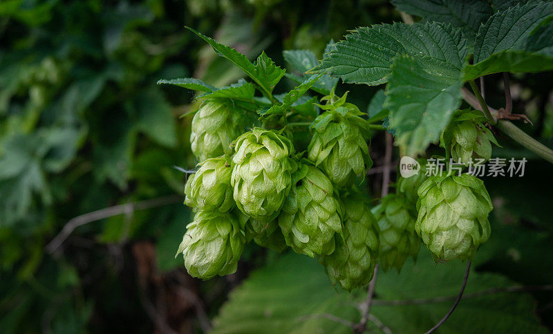 绿色新鲜啤酒花圆锥啤酒生产特写。