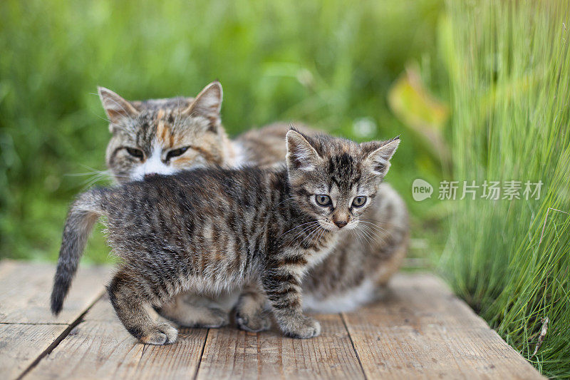 小猫和猫妈妈在春天的花园里