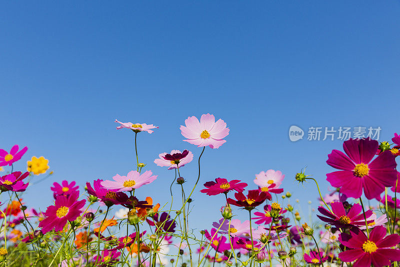 晴空下的宇宙花