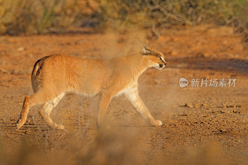 红色沙漠中的非洲猞猁。美丽的野猫自然栖息地，卡拉加迪，博茨瓦纳，南非。动物面对面走在碎石上，野山羊。大自然的野生动物景象。