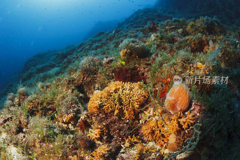 水下橙色柳珊瑚深海海洋生物地中海海洋水肺潜水员的观点