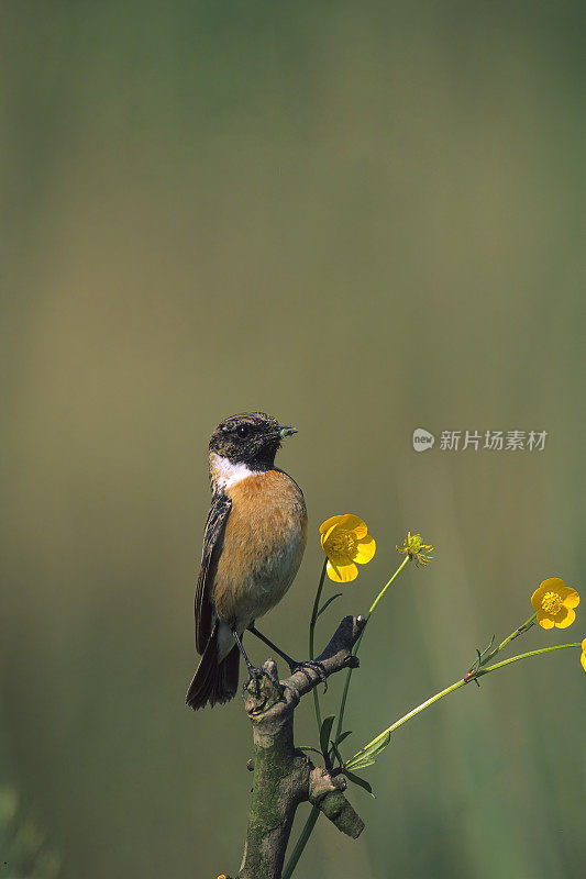 雄石鳖