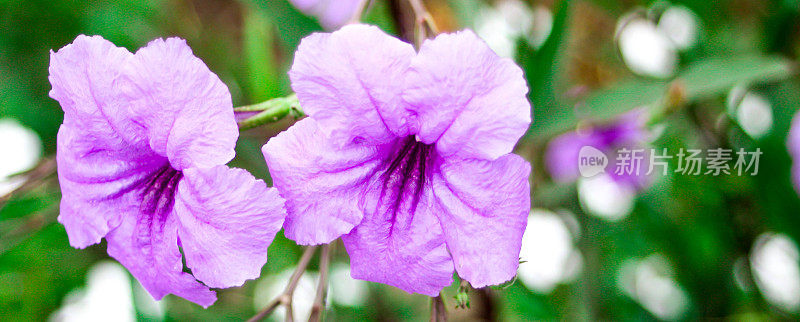 花园里的两朵紫色吕埃利花。