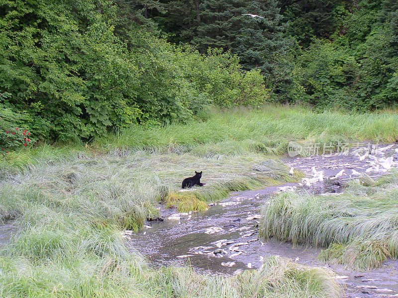 坐在小溪边的黑熊幼崽