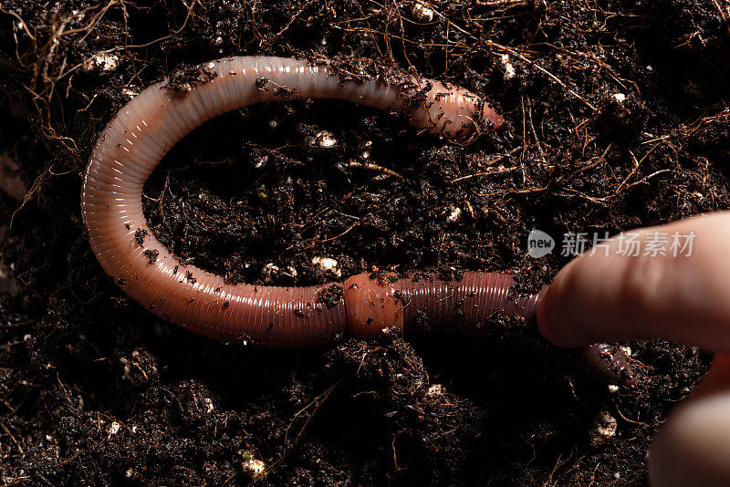 盆栽土壤中的蚯蚓