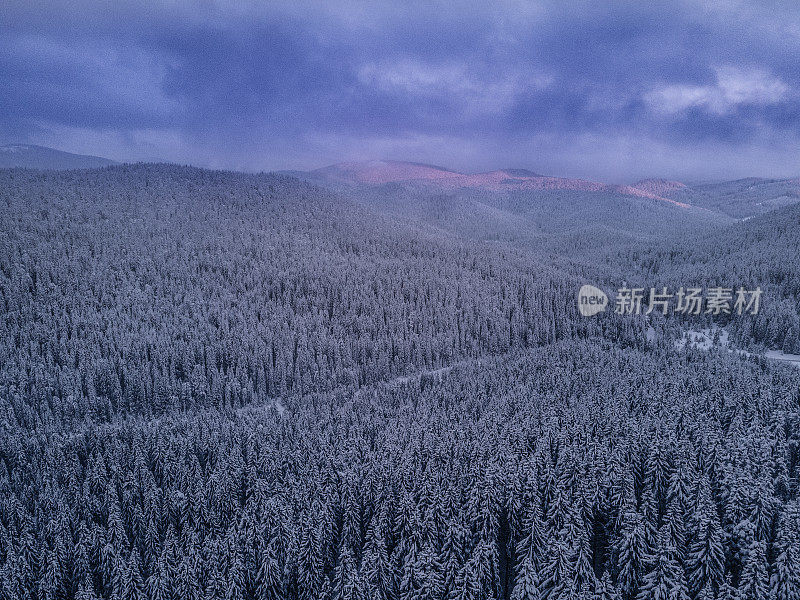 冬季的空中翱翔在白雪覆盖的松树林地上。在山上滑雪度假。