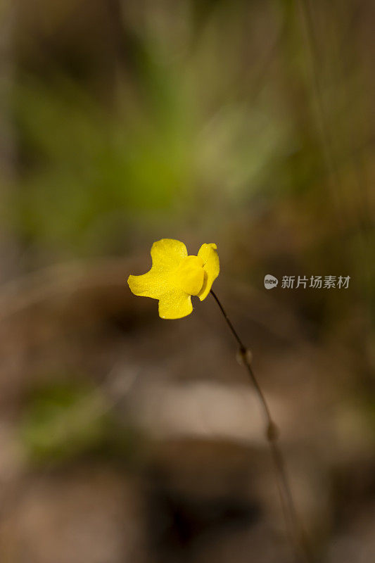 单瓣黄花的微距拍摄，背景没有聚焦