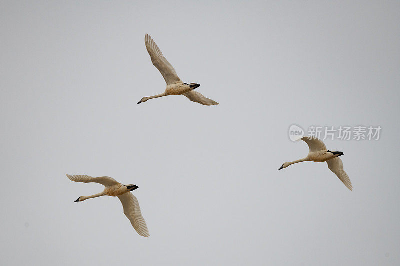 三只号手天鹅高高地飞过冰冻湖野生动物管理区