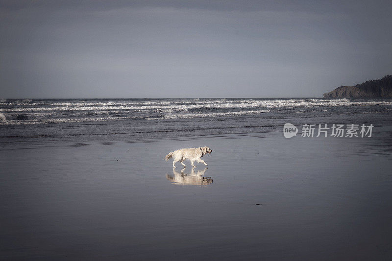 海滩上狗的倒影