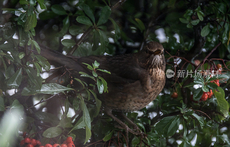 冬天灌木丛里的黑鸟