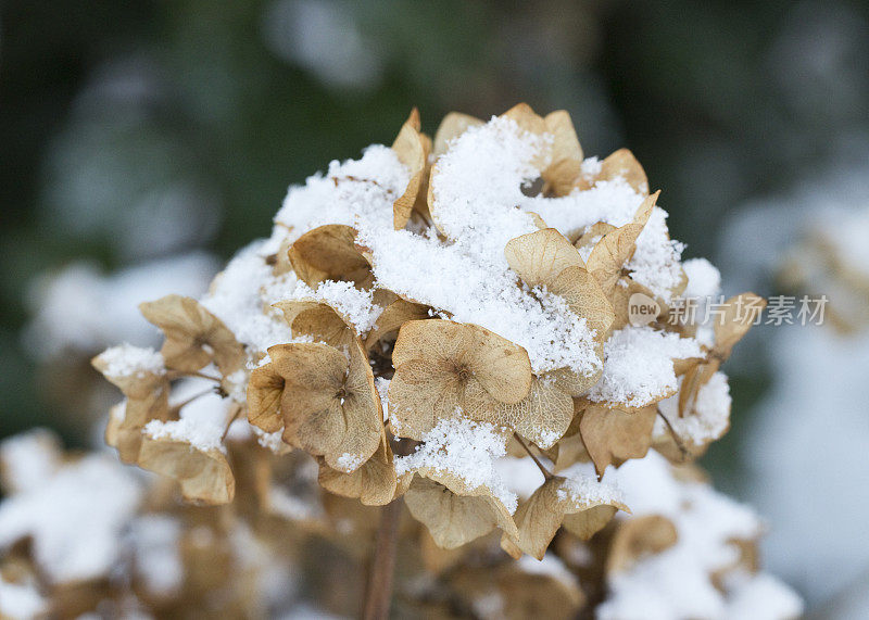 绣球花头在冬天，覆盖着柔软的雪