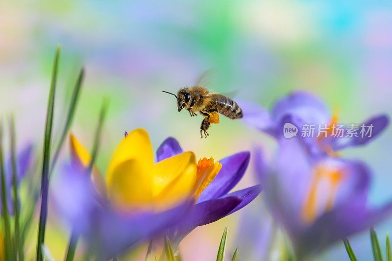 蜜蜂在磨粉