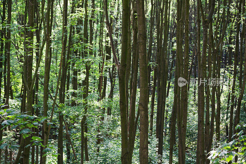 德国树林中的年轻的薄的落叶树