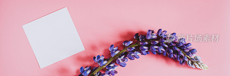 空白的白纸卡片笔记文本模型与框架制成的花羽扇花在蓝色的淡紫色盛开在粉红色的背景平铺。空间的文本。横幅