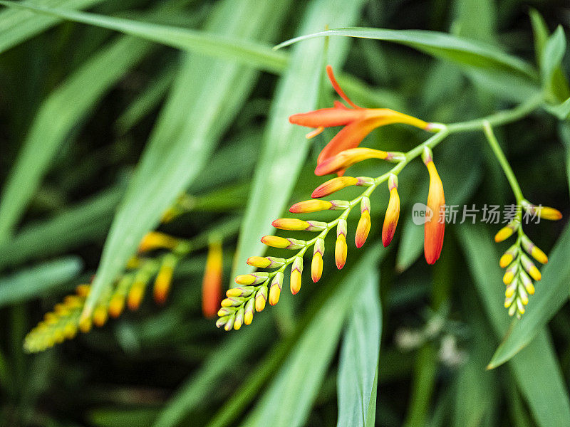 生长在华盛顿州的年轻橙色Crocosmia