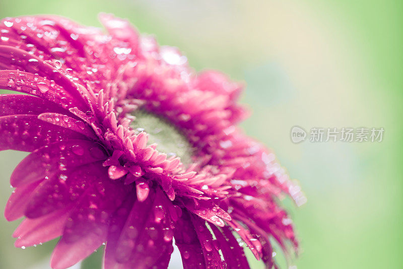 非洲菊的花滴心型散景