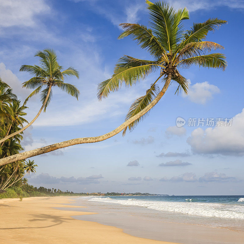 天堂-海，棕榈树，热带海滩，斯里兰卡
