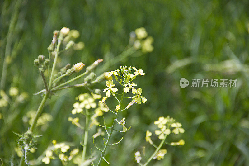 萝卜(野萝卜)