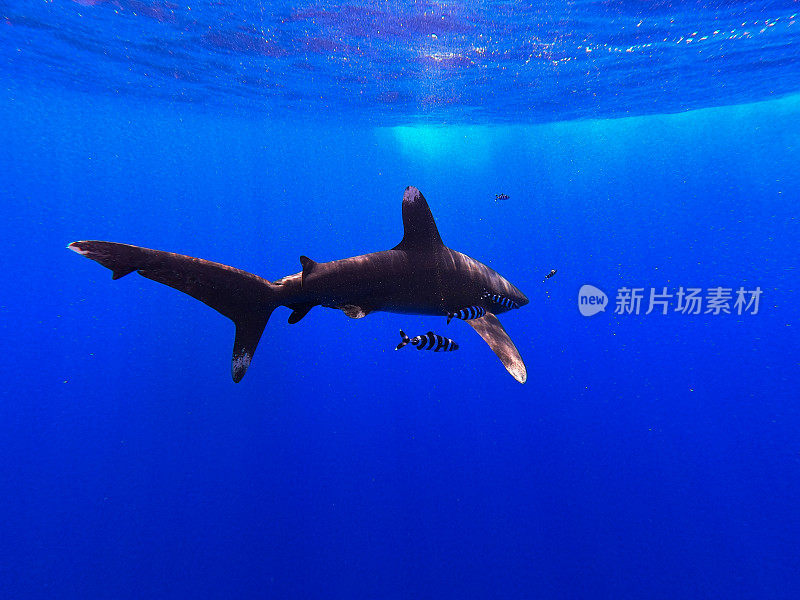 在夏威夷的深海中游动的海洋白鳍鲨。