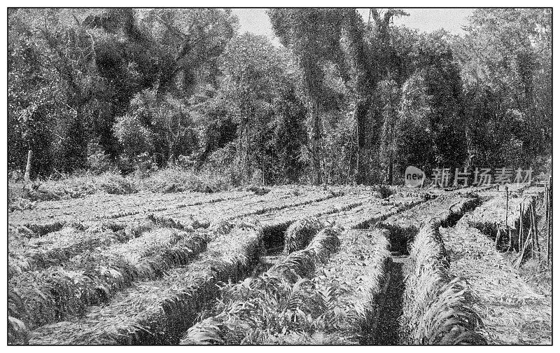 古黑白照片:古巴的种植园农业农场