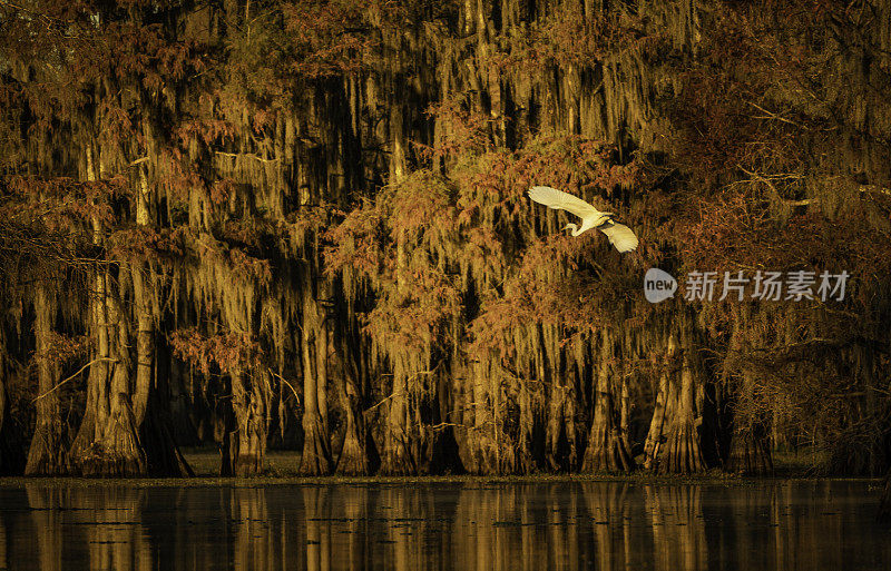 大白鹭飞翔在柏树沼泽，得克萨斯州
